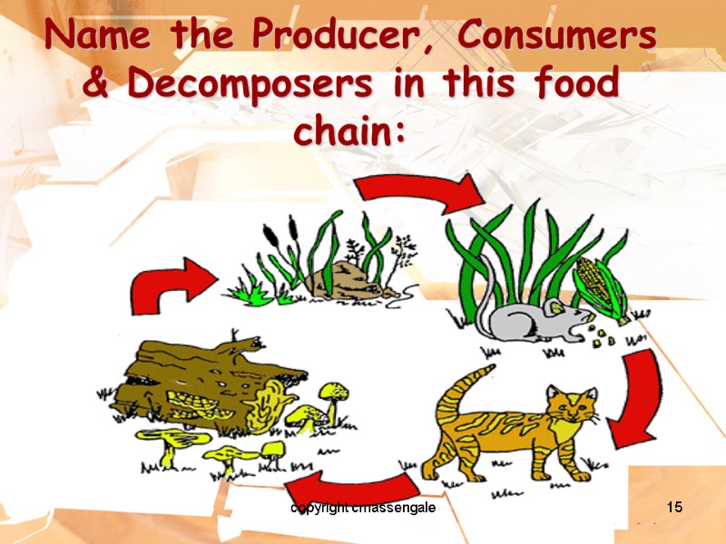 15 Name the Producer, Consumers & Decomposers in this food chain: copyright cmassengale
